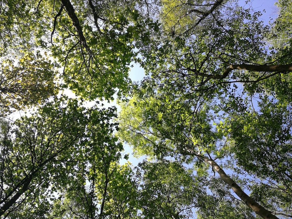 Trip to Epping Forest