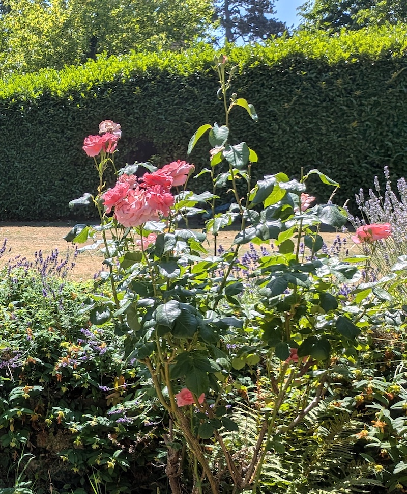 July Newsletter 2026